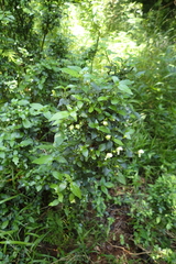 Justicia campylostemon