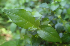 Justicia campylostemon