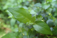 Justicia campylostemon