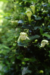 Justicia campylostemon