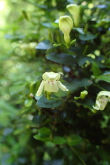 Justicia campylostemon