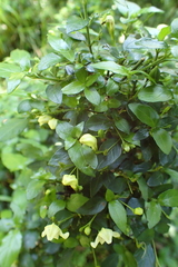 Justicia campylostemon