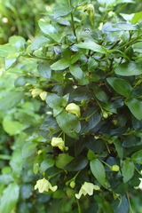 Justicia campylostemon