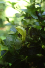 Justicia campylostemon