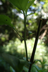 Justicia campylostemon