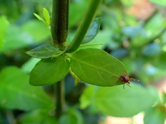 Justicia campylostemon