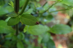 Justicia campylostemon