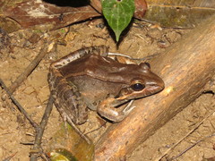 Leptodactylus bolivianus