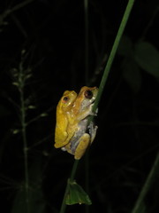 Dendropsophus koechlini