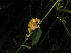 Dendropsophus koechlini