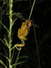 Dendropsophus koechlini