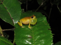 Dendropsophus koechlini
