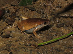 Hamptophryne boliviana