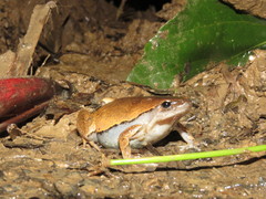Hamptophryne boliviana