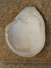 Macomona liliana