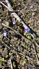 Veronica syriaca