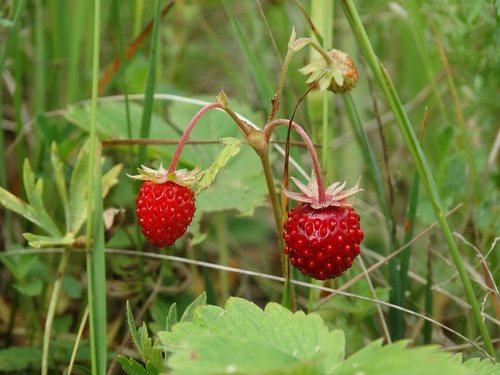 Woodland Strawberry fruiting