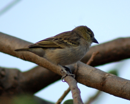 Little Weaver