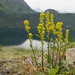 Solidago spathulata glutinosa - Photo (c) Andy Fyon, μερικά δικαιώματα διατηρούνται (CC BY-NC), uploaded by Andy Fyon