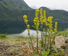 Solidago spathulata glutinosa - Photo (c) Andy Fyon, alguns direitos reservados (CC BY-NC), uploaded by Andy Fyon