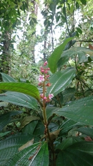 Miconia tococa
