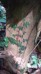 Trichomanes ankersii