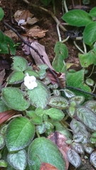 Episcia