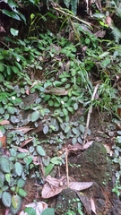 Episcia