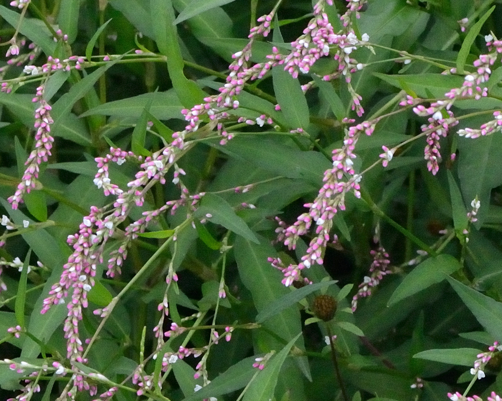 Tasteless water-pepper (Persicaria mitis)