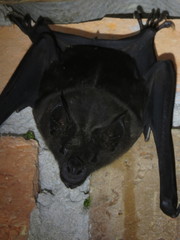 Phyllostomus hastatus