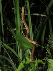 Thamnodynastes pallidus