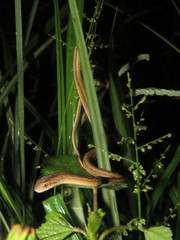 Thamnodynastes pallidus