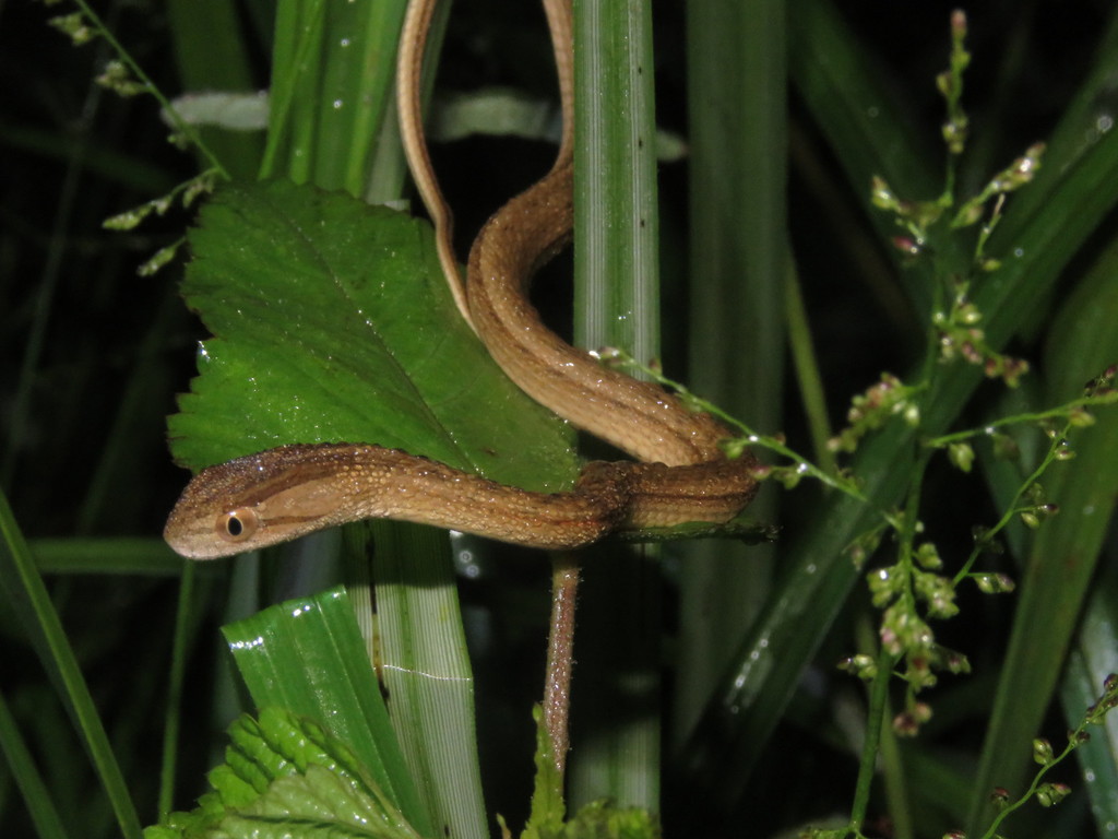 Thamnodynastes