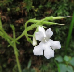 Streptocarpus pusillus