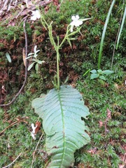 Streptocarpus pusillus