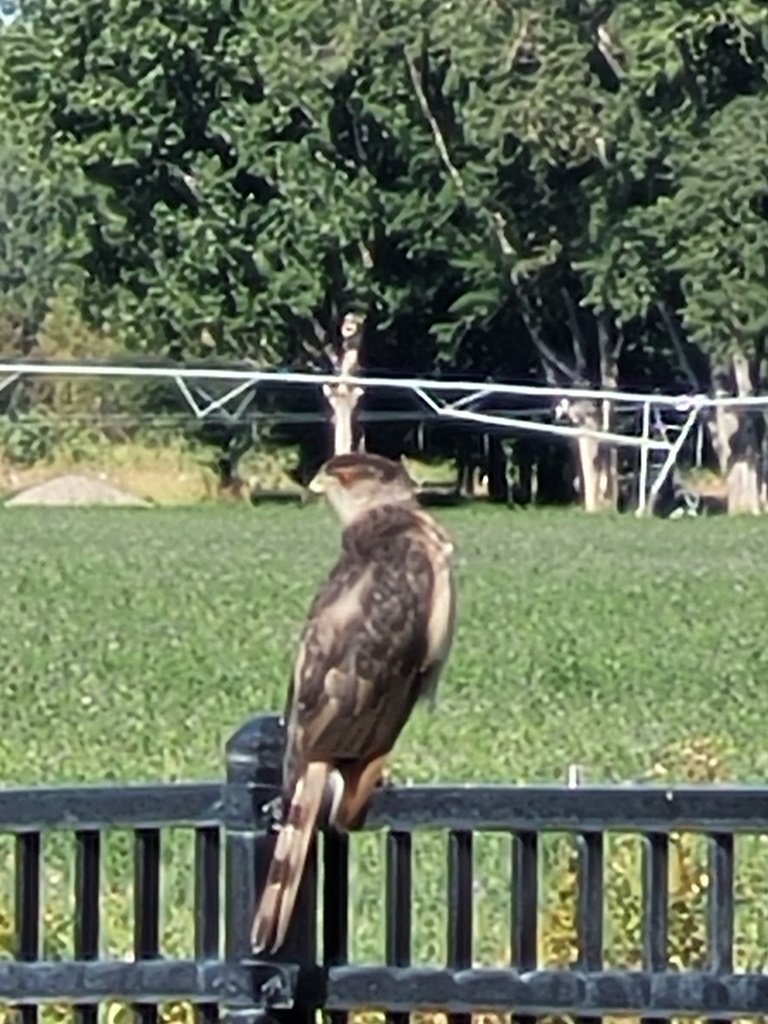 Cooper's Hawk from Retreat Dr, Laurel, MT, US on August 13, 2023 at 09