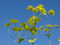 Bupleurum aureum