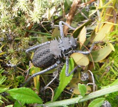 Hetrodes pupus pupus