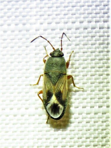Malezonotus rufipes photo 4
