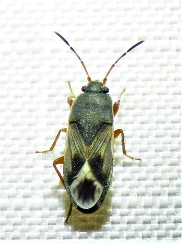 Malezonotus rufipes