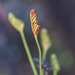 Schizaea tenella - Photo 由 magriet b 所上傳的 (c) magriet b，保留部份權利CC BY-SA