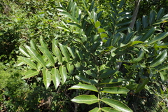 Zanthoxylum davyi