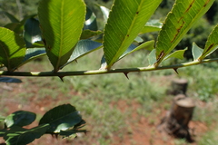Zanthoxylum davyi