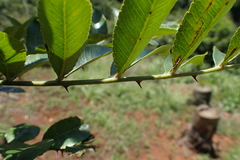 Zanthoxylum davyi
