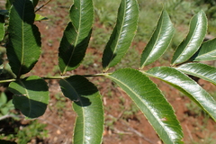 Zanthoxylum davyi