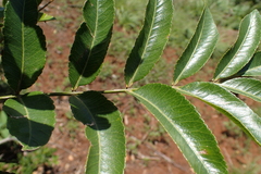 Zanthoxylum davyi