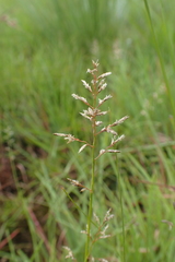 Eragrostis racemosa