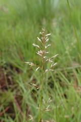 Eragrostis racemosa
