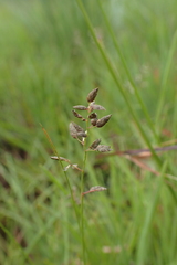 Eragrostis racemosa