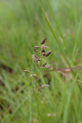 Eragrostis racemosa